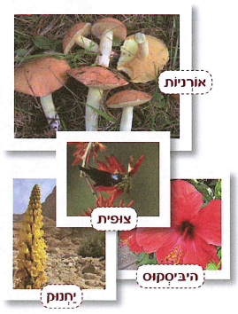 (בספר ארבע תמונות:) אורניות, צופית, היביסקוקס, יחנוק.